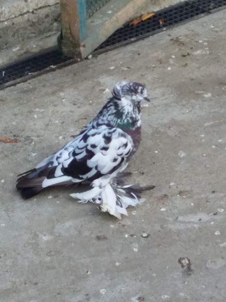  - 03-- URIASI MAGHIARI