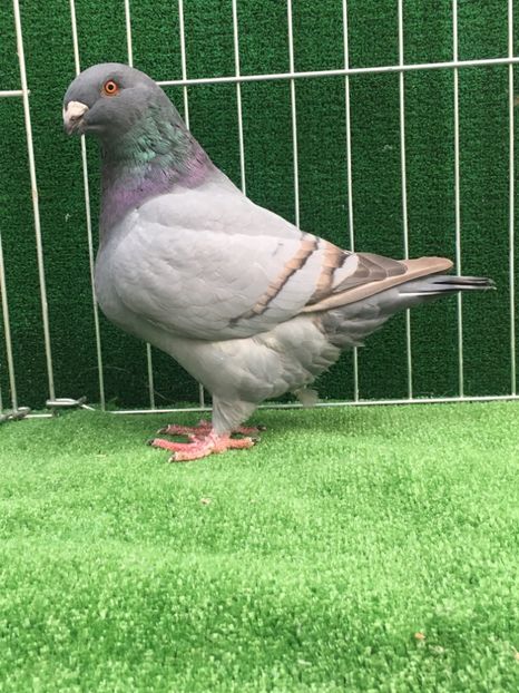 D69BE434-F966-4637-BAB6-6498303D65EE - FEMELE AMERICAN GIANT HOMER MATCA 2020