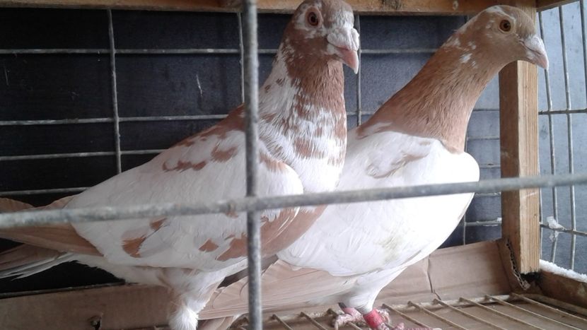  - De vanzare meulemans pe galben si pe rosu