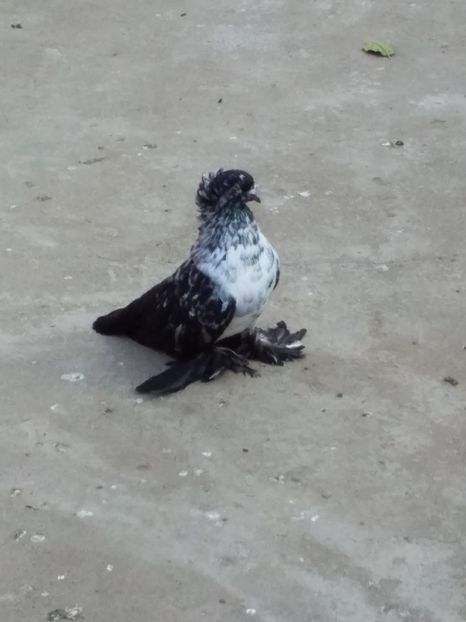 mas vandut - 03-- URIASI MAGHIARI