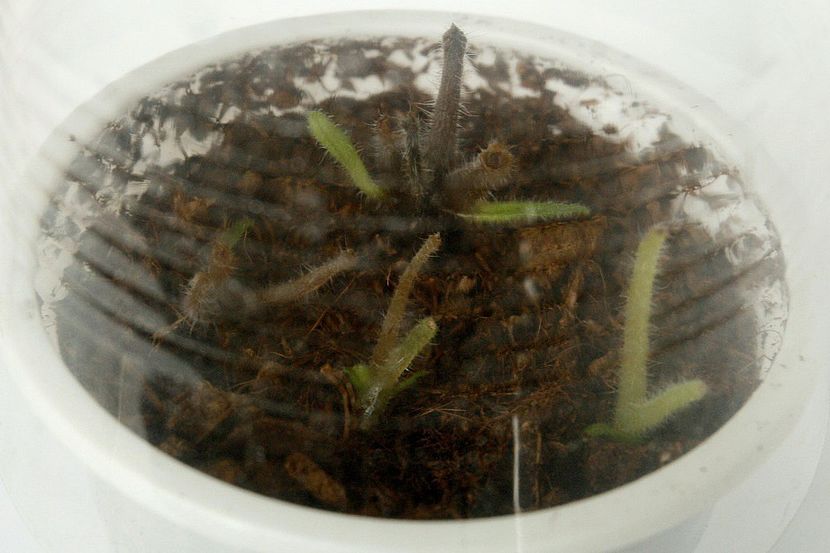 10.09.19 - 2 Inradacinare tija florala