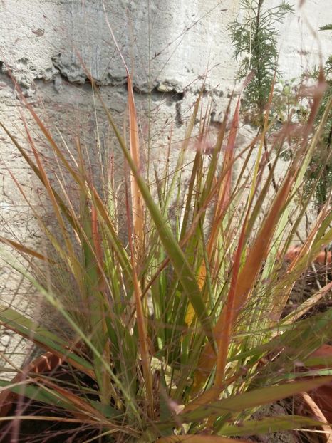  - curtea cu toate cele 2019