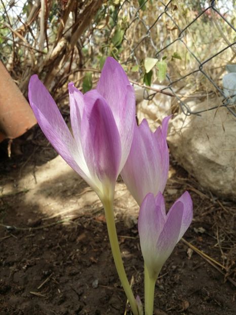  - curtea cu toate cele 2019