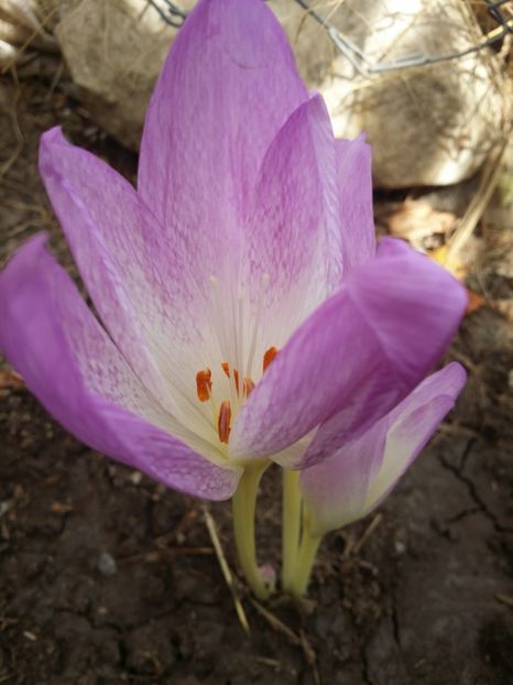  - curtea cu toate cele 2019