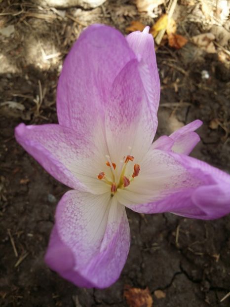  - curtea cu toate cele 2019