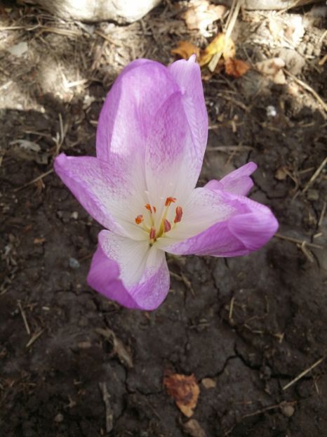  - curtea cu toate cele 2019