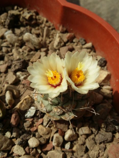 - cactusi 2019