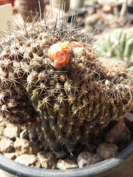  - cactusi 2019