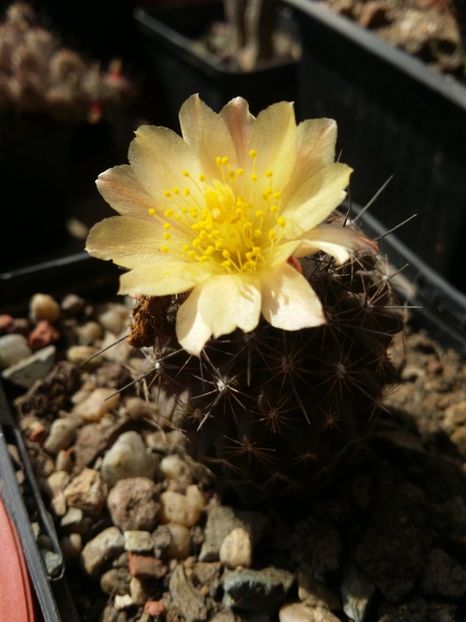 - cactusi 2019