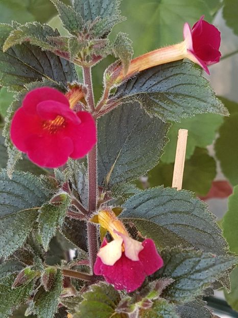 Lady in black - Achimenes 2019