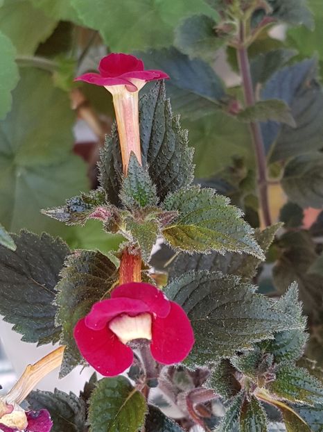 Lady in black - Achimenes 2019