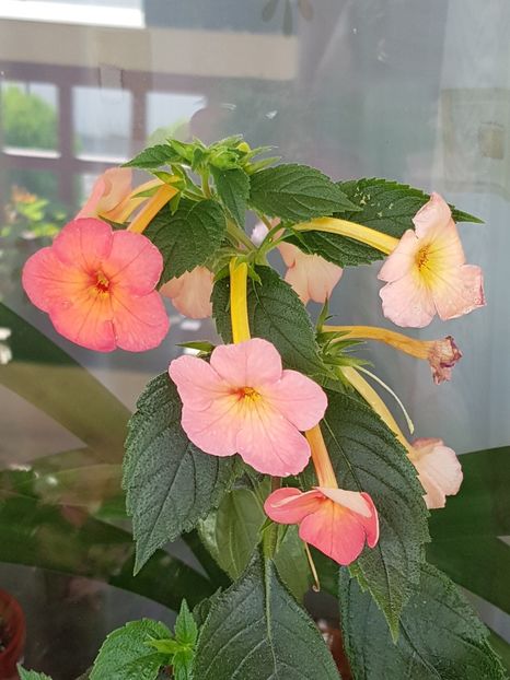 Sweet and sour - Achimenes 2019