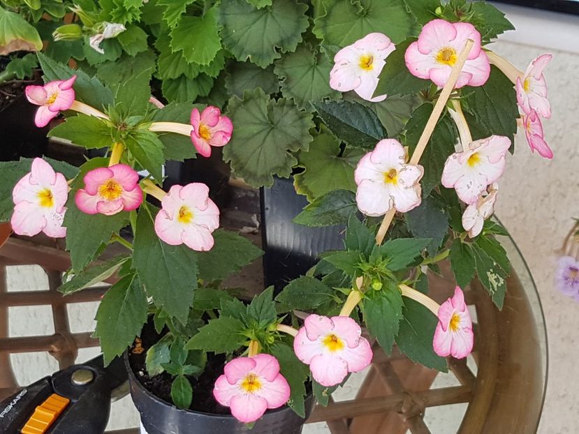 Ivory Blush - Achimenes 2019