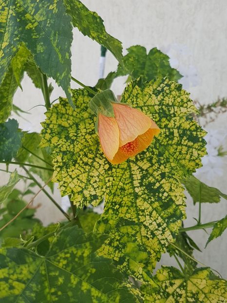  - Abutilon