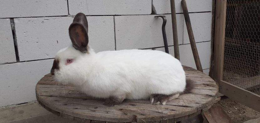 IMG-20190909-WA0002 - d californieni 2019