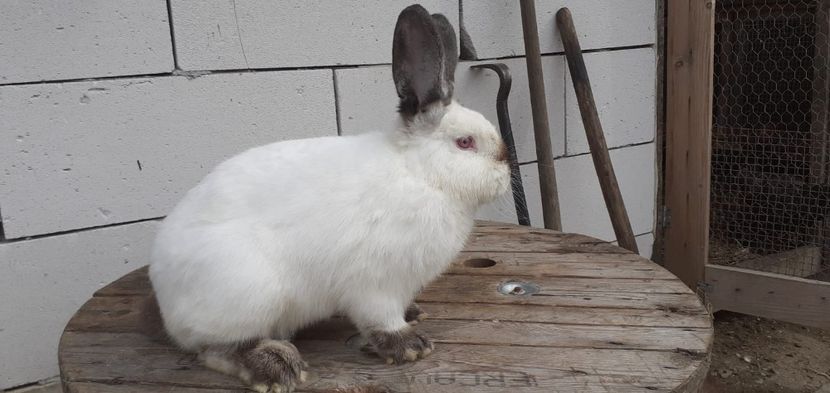 IMG-20190909-WA0017 - d californieni 2019