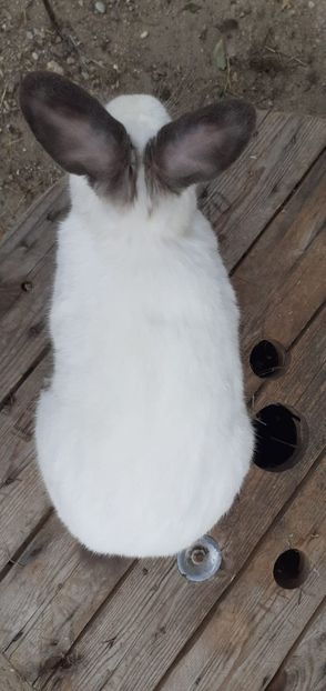 IMG-20190909-WA0003 - d californieni 2019