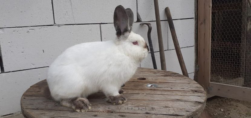 IMG-20190909-WA0006 - d californieni 2019