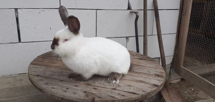 IMG-20190909-WA0020 - d californieni 2019