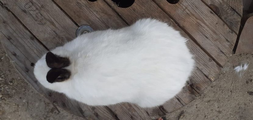 IMG-20190909-WA0013 - d californieni 2019