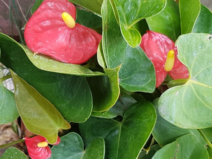Anthurium - Septembrie 2019