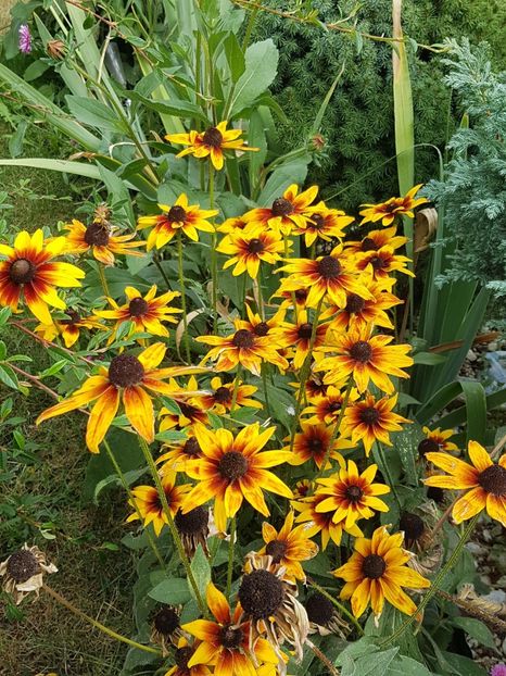 Rudbeckia a inflorit toata vara - Septembrie 2019