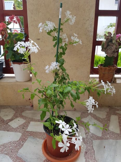 Plumbago alb - Septembrie 2019