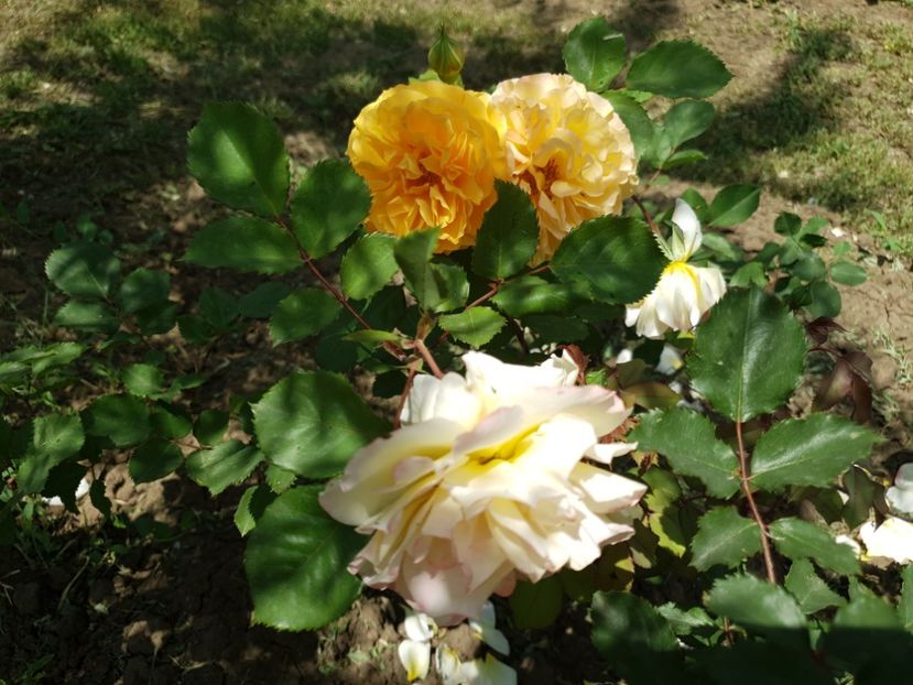  - notre dame du rosaire