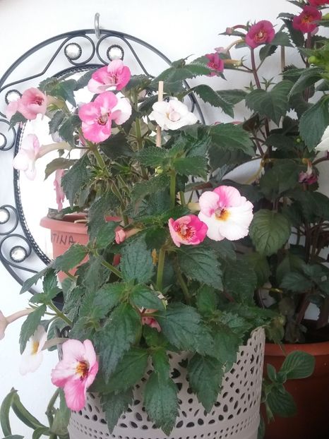  - 2016 achimenes