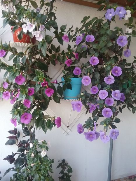  - 2016 achimenes