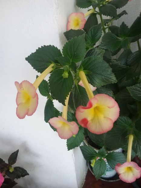  - 2016 achimenes