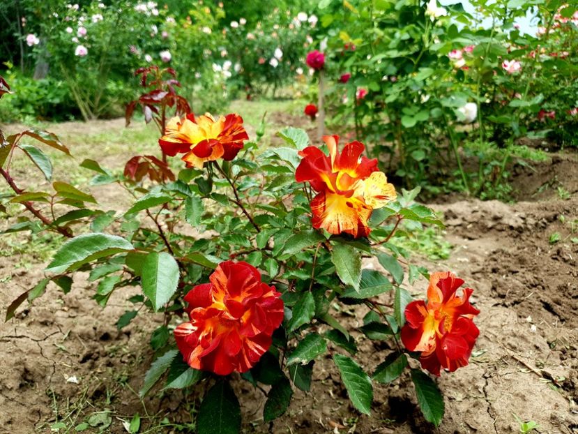 summer lodge - summer lodge