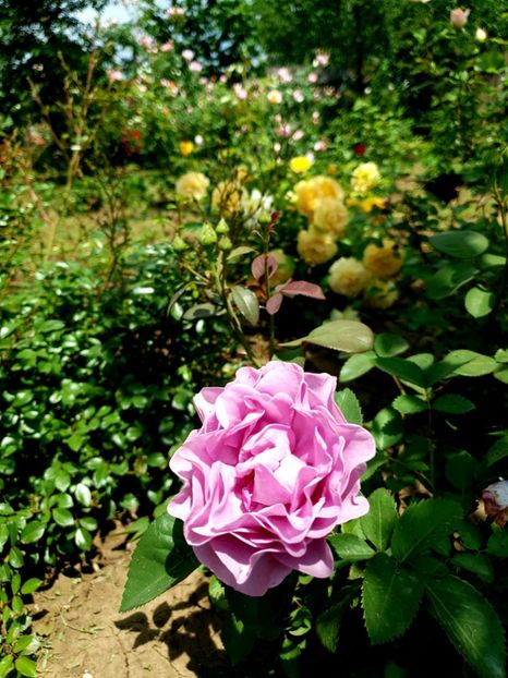 terra - terra limburgia