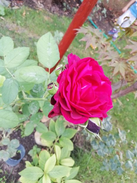  - Astrid Grafin von Hardenberg