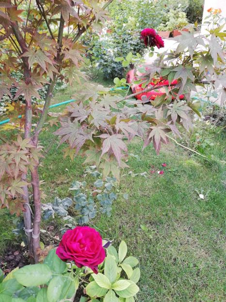  - Astrid Grafin von Hardenberg