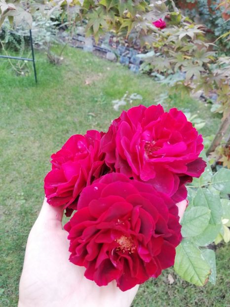  - Astrid Grafin von Hardenberg