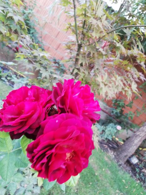  - Astrid Grafin von Hardenberg