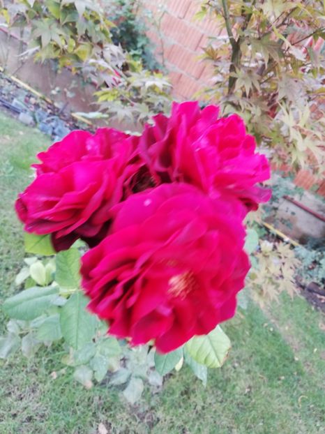  - Astrid Grafin von Hardenberg