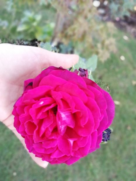  - Astrid Grafin von Hardenberg