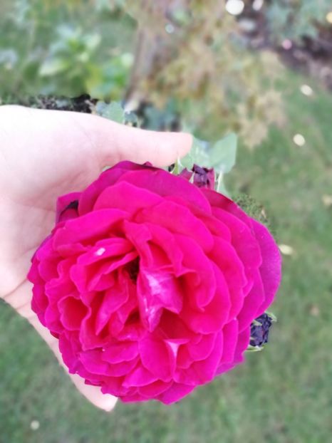  - Astrid Grafin von Hardenberg