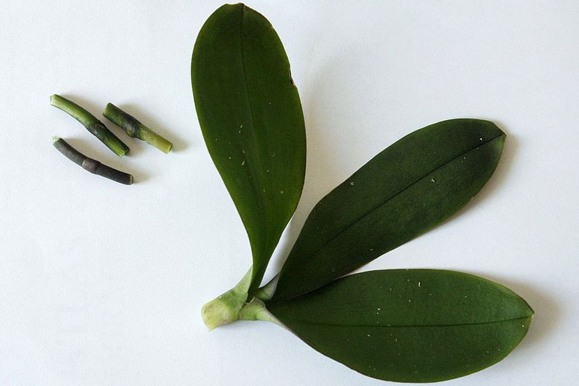 02.09.19 - 4 Putrezire radacini