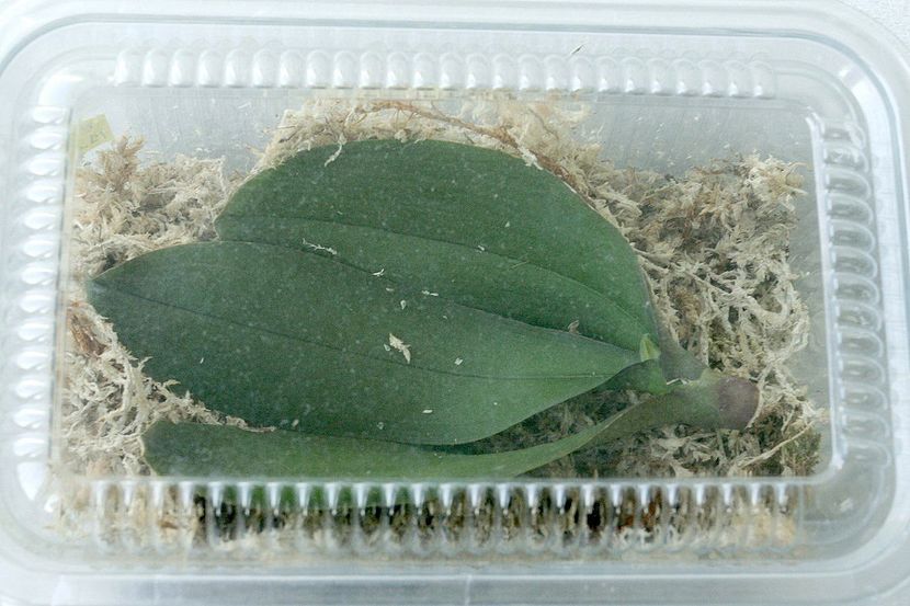 10.09.19 - 4 Putrezire radacini