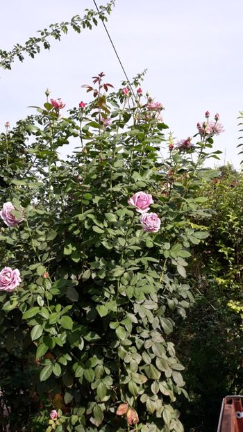  - Septembrie2019