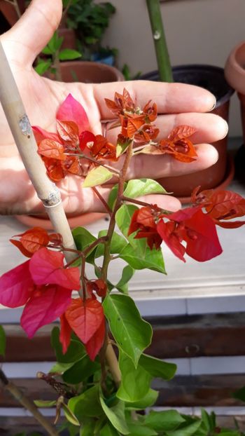  - Bougainvillea 2019-2020