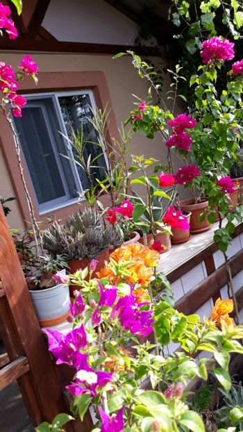  - Bougainvillea 2019-2020