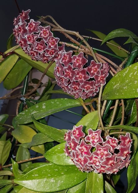  - 0 hoya infloriri in grup