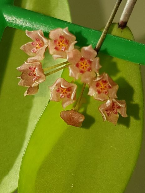  - 0 hoya infloriri in grup