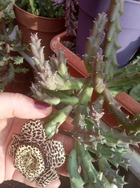 Steaua șerifului - Flori de apartament