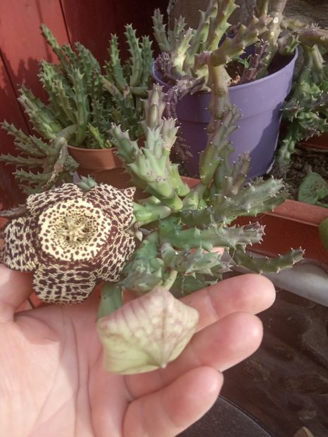  - Flori de apartament