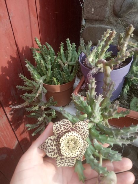  - Flori de apartament